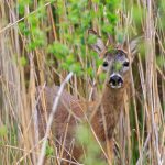 Milieux humides des alliés contre les changements climatiques. Crédit photo : Pixabay