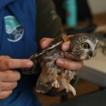 Suivi de la migration automnale 2025 à Cap-Tourmente : Planetair soutient la recherche sur les impacts des changements climatiques